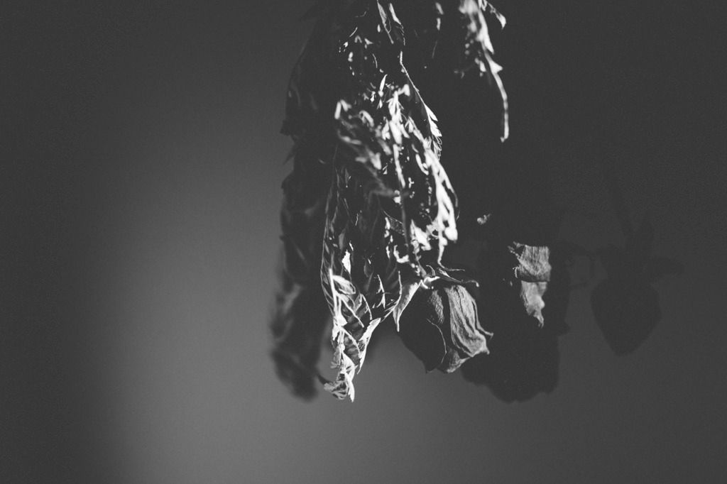 dried roses, project 365