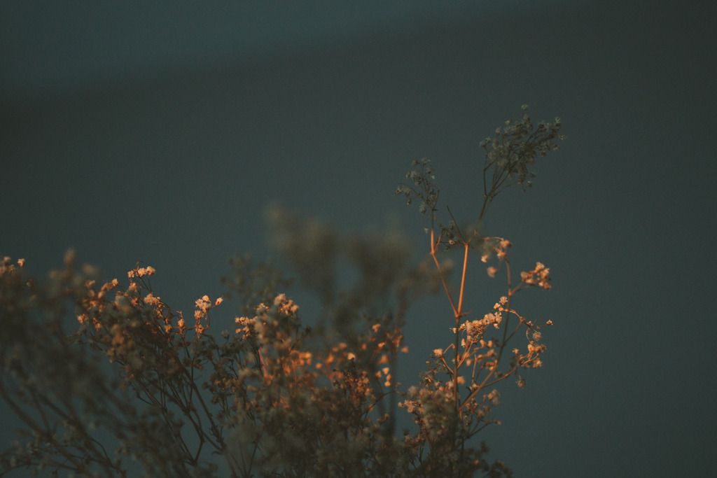 photo project 365