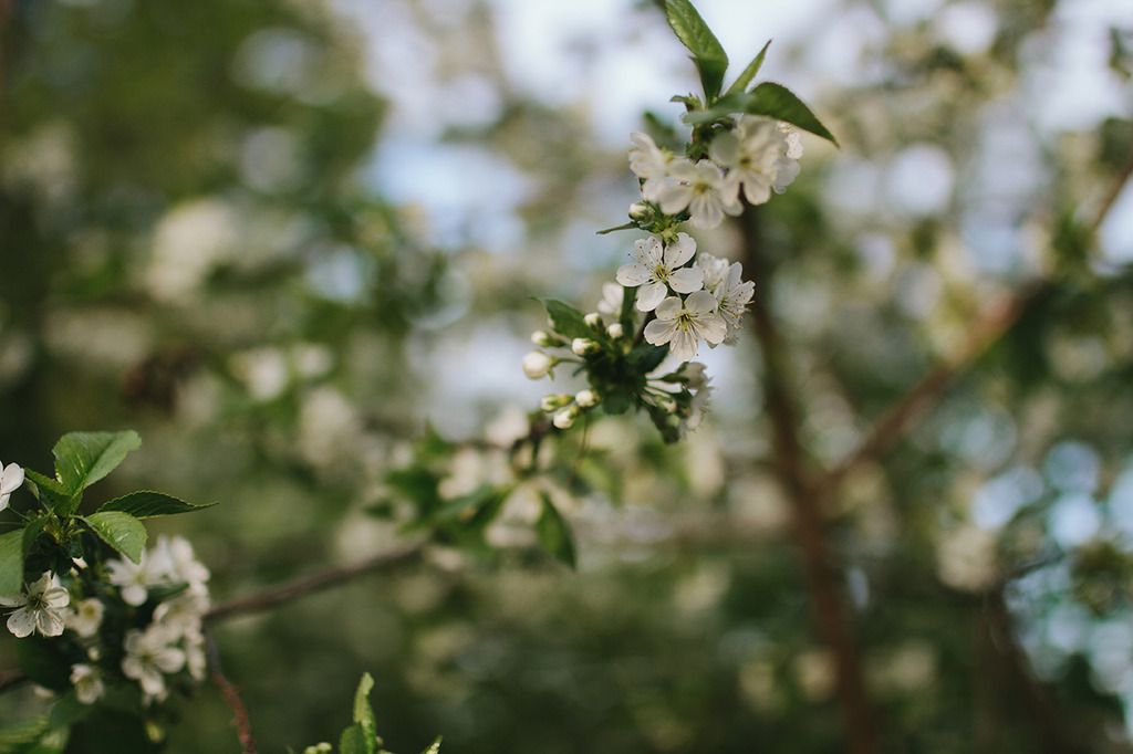 photo project 365