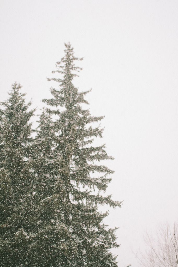 falling snow, project 365