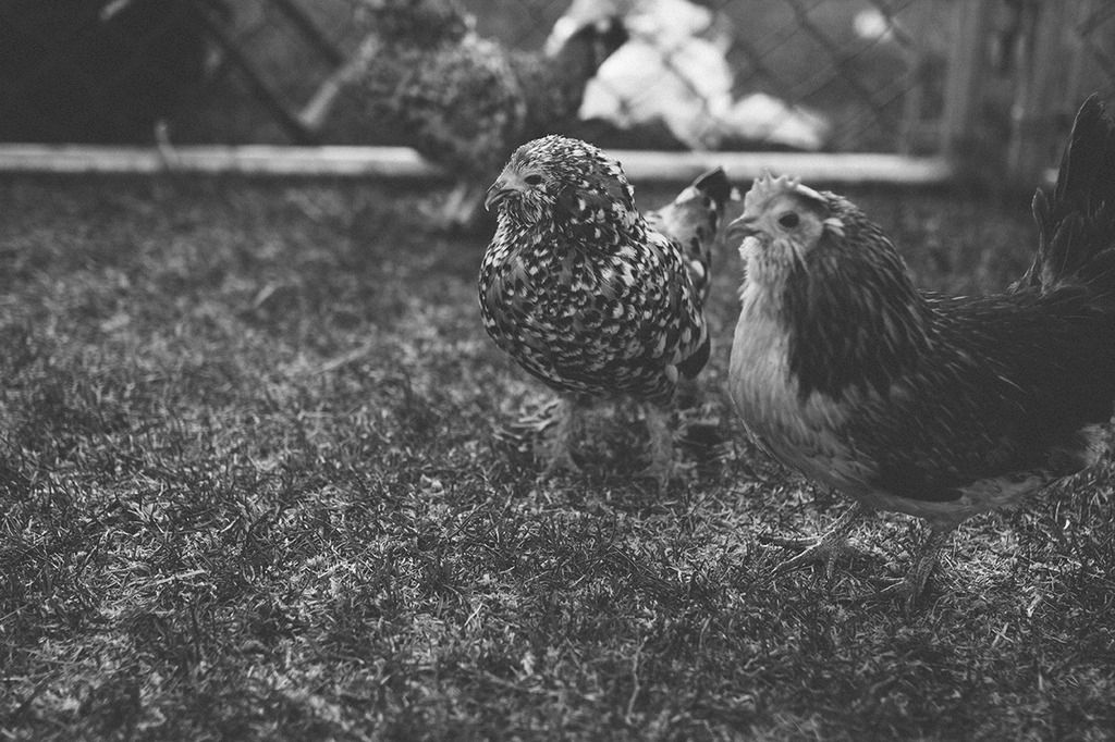 photo project 365