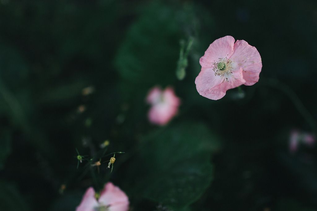photo project 365
