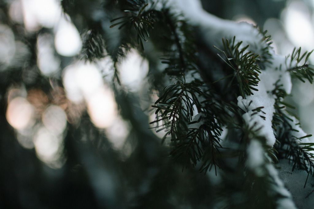 photo project 365