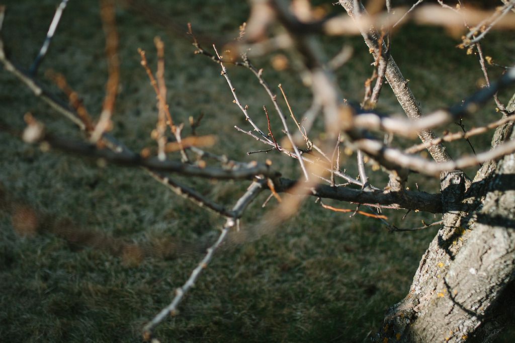 photo project 365