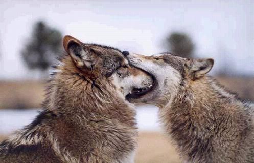 kissing wolves photo: Wolves playing lol-wut-wolves-29040823-497-318_zps417cb498.jpg