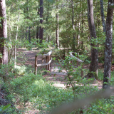  photo bosque-the-woodlands_zpsfbf2bec5.png