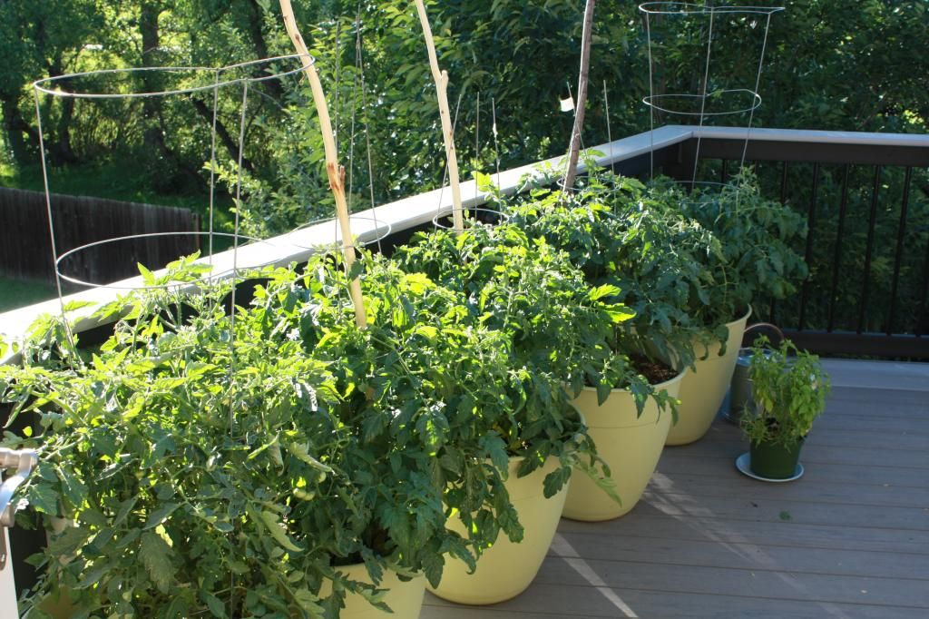  photo IMG_8273_zps2c3a7385.jpg