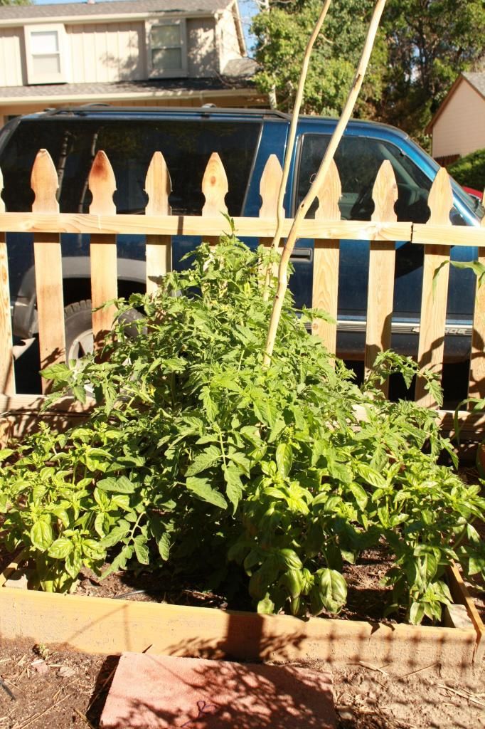  photo IMG_8290_zps7fda7559.jpg