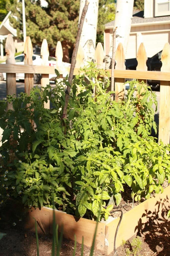  photo IMG_8291_zps84675ee5.jpg