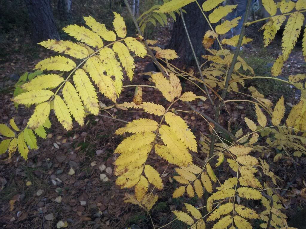 photo 20130929_152635_zps7d8da85b.jpg