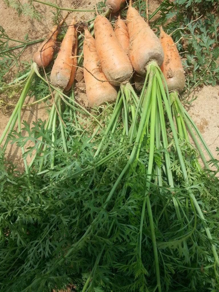 20140725_134558_zps47809521.jpg