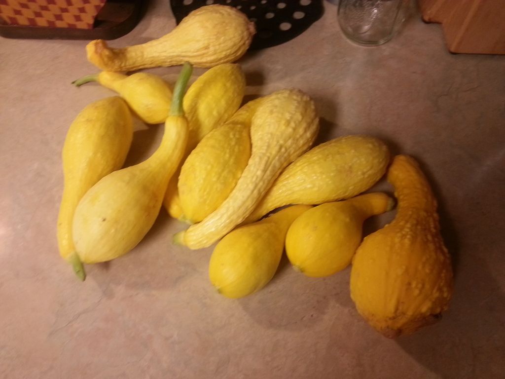 20150622%20-%20squash%20from%20garden_zps165pzf36.jpg