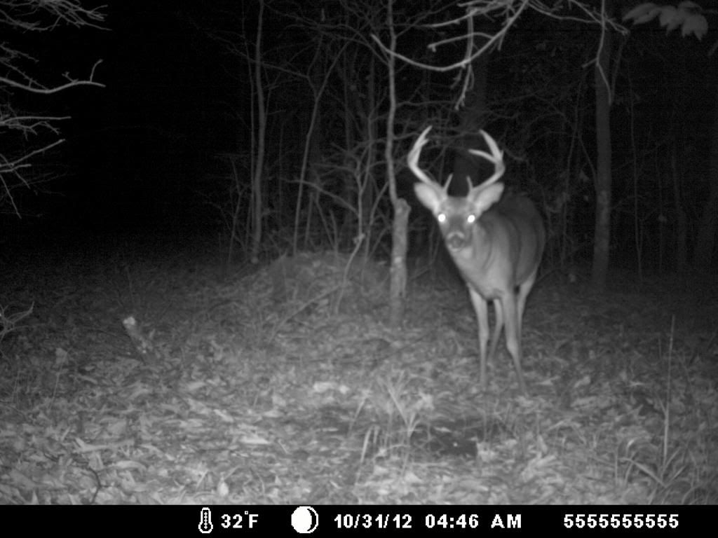 swampbuck10-31-12001.jpg