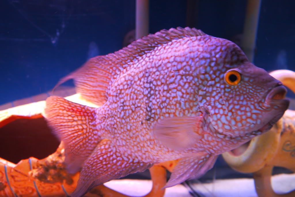 Gt Cichlid