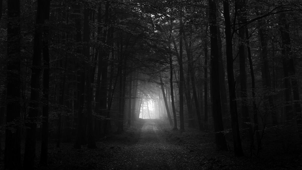 6403511-dark-forest-wallpaper_zpsbs08gn3y.jpg