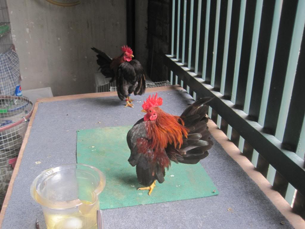 Serama ( Ship Toàn Quốc ) - 41