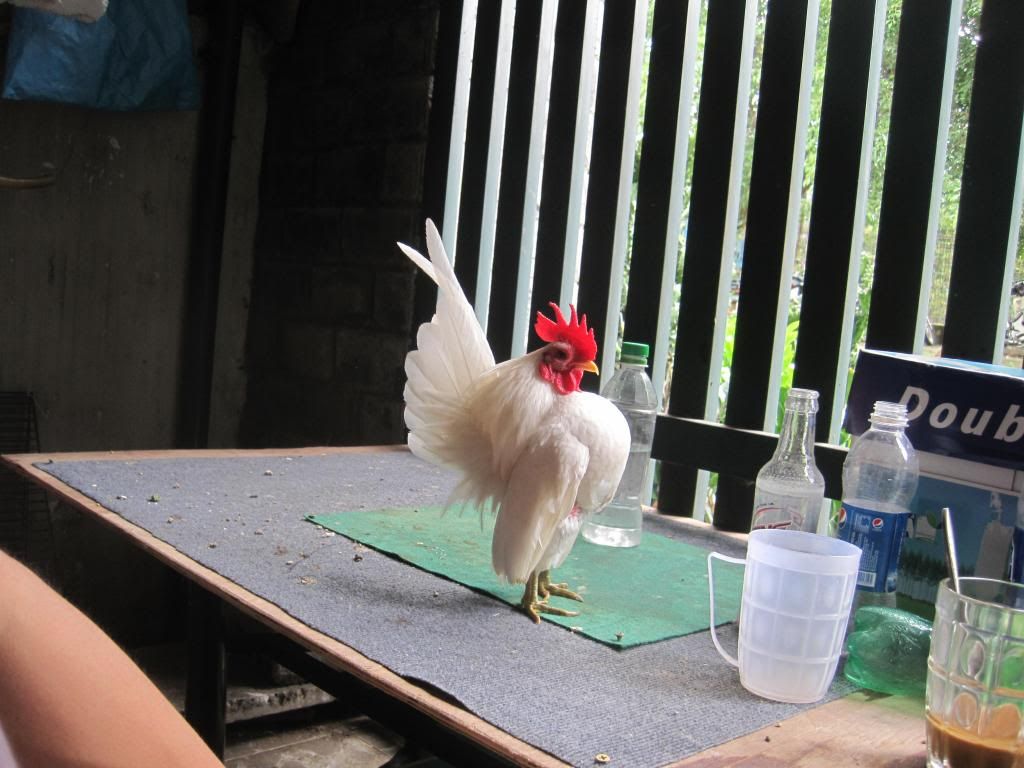 Serama ( Ship Toàn Quốc ) - 39