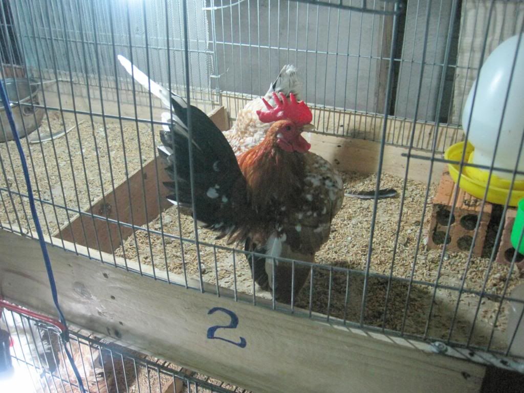 Serama ( Ship Toàn Quốc ) - 43