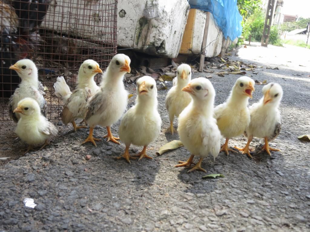 Serama ( Ship Toàn Quốc ) - 23