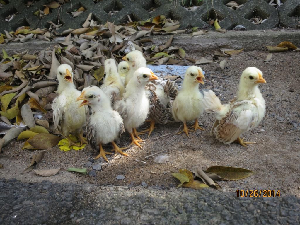 Serama ( Ship Toàn Quốc ) - 22