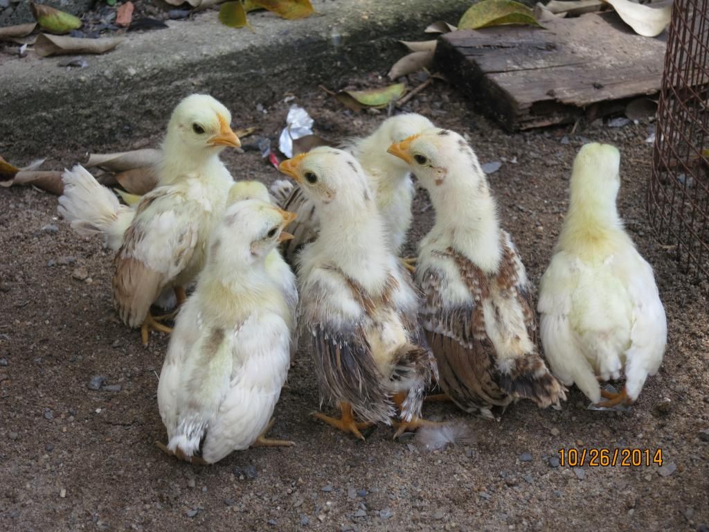 Serama ( Ship Toàn Quốc ) - 21