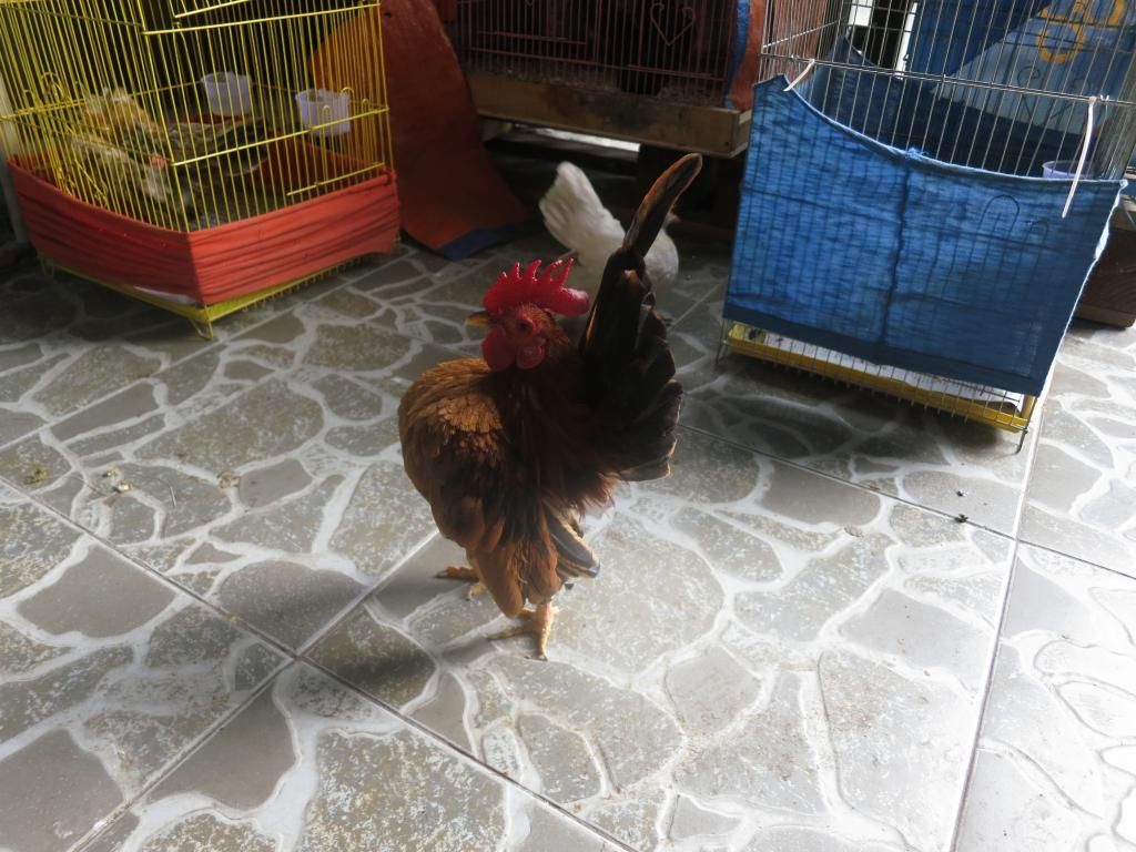 Serama ( Ship Toàn Quốc ) - 30