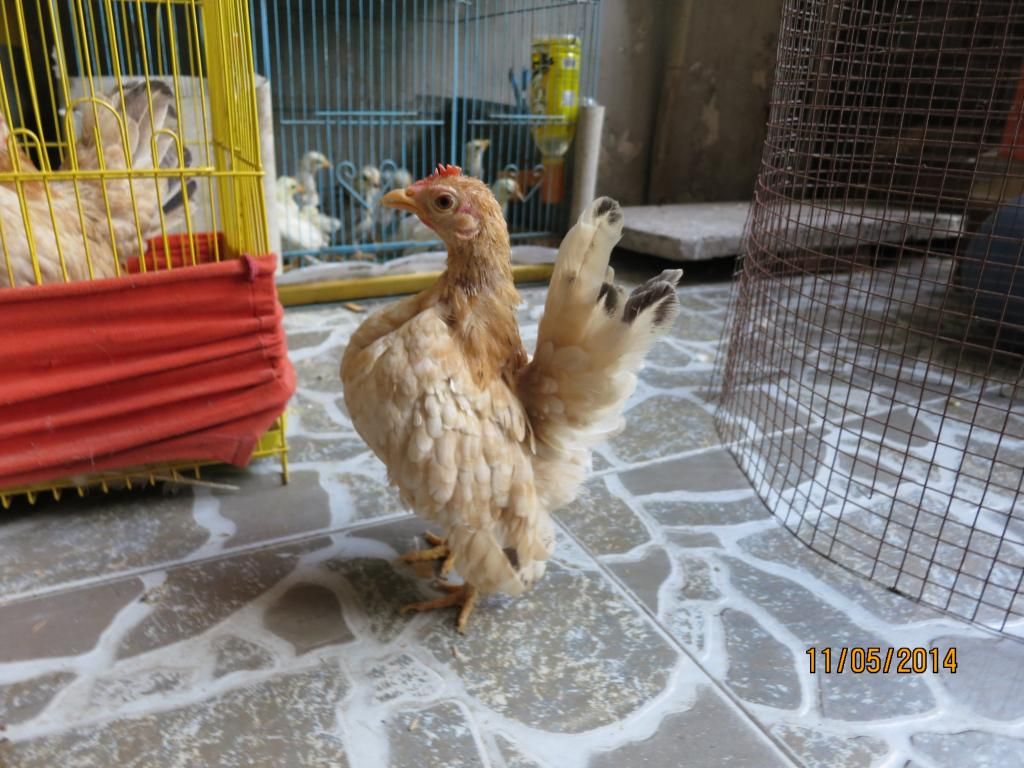 Serama ( Ship Toàn Quốc ) - 7