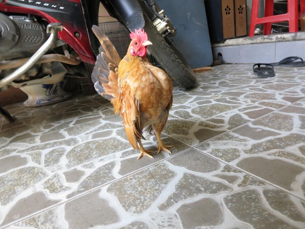 Serama ( Ship Toàn Quốc ) - 6