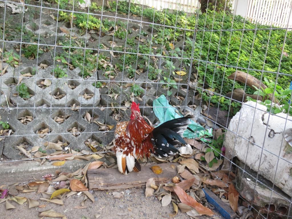 Serama ( Ship Toàn Quốc ) - 1