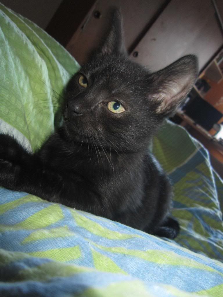 Slika